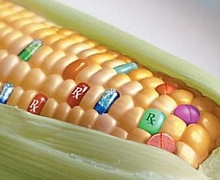 6. Ustanovlen Shtraf Za Narushenie Specuslovij Ispolzovanija GMO